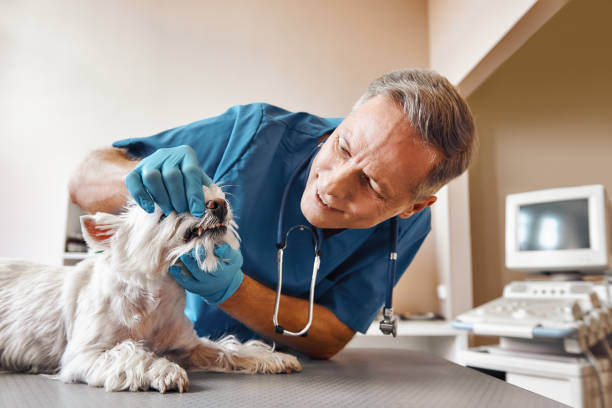 Best Emergency Denture Repair in Mcallen, TX